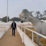 Essam Elsakka Instagram - #horse #horses #horsesofinstagram #horseriding #horsepower 💚💚💚🐎🐎🐎🐎