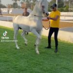 Essam Elsakka Instagram - #horse #horses #horseriding #horsesofinstagram #ilovemyhorse #horseshow