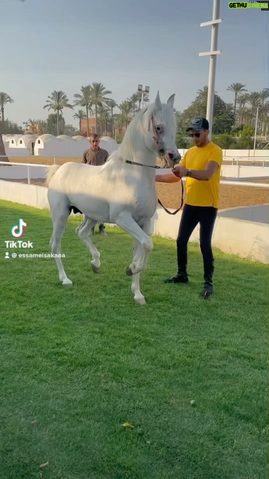 Essam Elsakka Instagram - #horse #horses #horseriding #horsesofinstagram #ilovemyhorse #horseshow