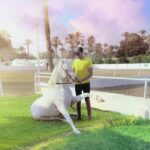 Essam Elsakka Instagram - @aljwharahorse #horse #horses #horsesofinstagram #equestrian #horseriding #pony #equine #pferd #equestrianlife #dressage #horselove #instahorse #love #horselover #showjumping #cheval #photography #horselife #nature #horseofinstagram #pferde #caballo #caballos #riding #horsebackriding #cavalo #horsephotography #pferdeliebe #cavalos #bhfyp