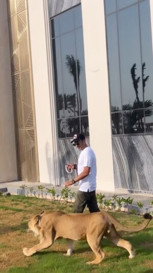 Essam Elsakka Instagram - 🦁🦁 ❤️✌️