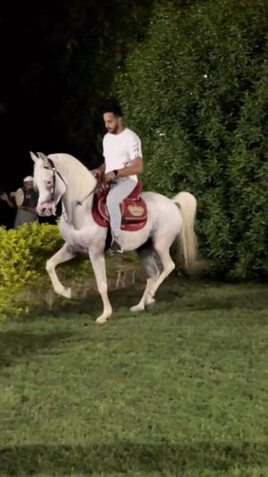 Essam Elsakka Instagram - ❤️🐴🏇