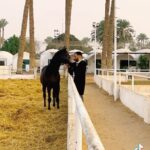 Essam Elsakka Instagram - 🐎❤️