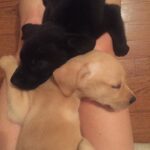 Ethan Hawke Instagram - Two sisters, Georgia and Jett. When we went to the shelter, one of my daughters wanted one and her sister wanted the other, so we took them both. Happiness ensued. #NationalPuppyDay
