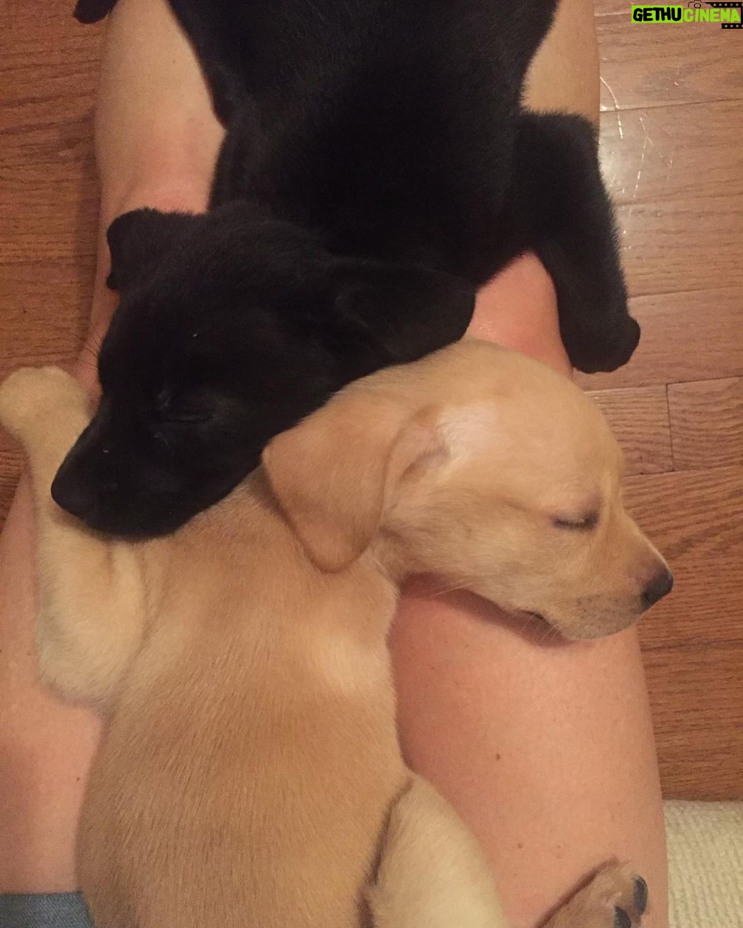 Ethan Hawke - 445.6K Likes - Two sisters, Georgia and Jett. When we went to the shelter, one of my daughters wanted one and her sister wanted the other, so we took them both. Happiness ensued.
#NationalPuppyDay