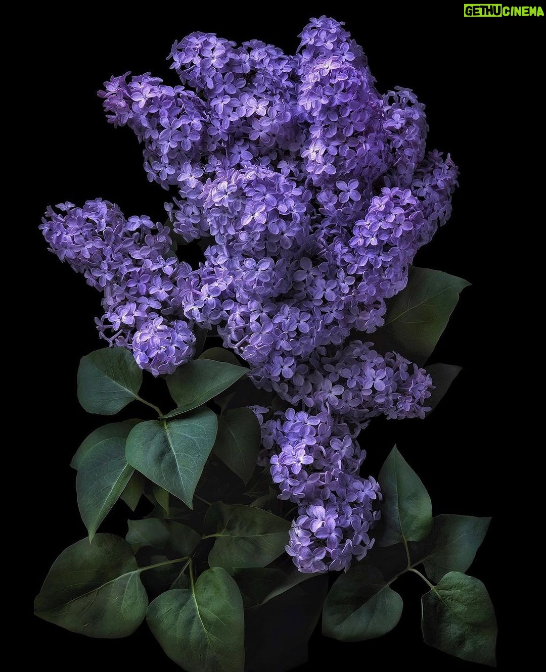 Eva Marcille Instagram - Im obsessed with the beauty of art, the colors, movement, nature, flowers, the moon, the sun, the elements the emotions⦠it quiets my mind and soothes my soulš» #flowerchild #wildflower #inbloom