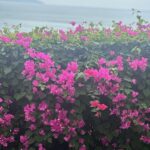 Eva Marcille Instagram - Gods creation is magical🌻 Nha Trang