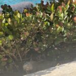 Eva Marcille Instagram - There’s a first time for everything. Just got food jacked by an iguana in Puerto Rico 🇵🇷 😝