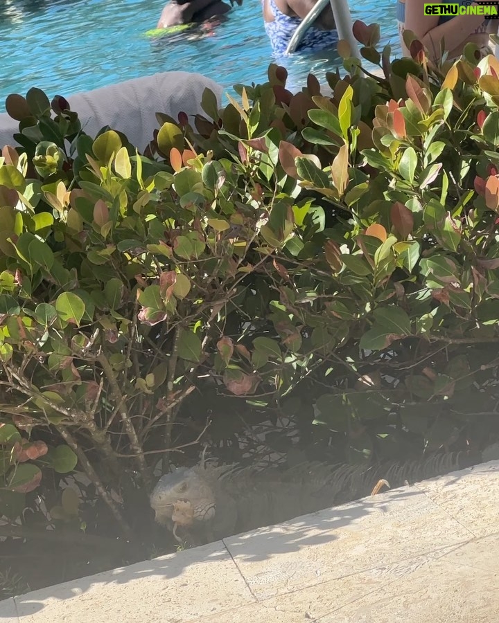 Eva Marcille Instagram - There’s a first time for everything. Just got food jacked by an iguana in Puerto Rico 🇵🇷 😝