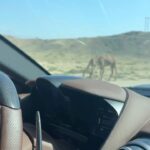 Eve Instagram - DAY 3 #gumballmiddleeast #gumballrally 🐪🗻🌊 #oman soooo beautiful #planetearth #mothernature #gumball3000rally Oman