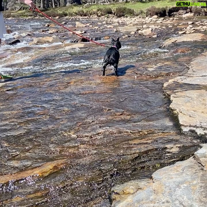 Eve Instagram - #hubby #hendrix #nature #happiness Linn of Dee