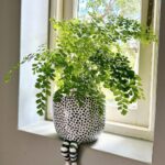 Evelyn Sharma Instagram - Obsessed with little legs… 🤩🥰😅😮‍💨 #momthings #plantobsessed #littlelegs #indoorgarden