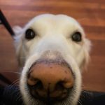 Ezgi Mola Instagram - Selam söyle Suşi’ye! Ben napıcam şimdi Kuki … 🌸