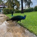 Federico Bal Instagram – Las TIERRAS MAYAS en el caribe Mexicano 😍

Estuvimos en Cancún grabando para @restodelmundo13 y queria compartir este carrete de fotos y que puedan vivir esto junto a mi.
Obvio que luego les mostraremos este viaje en el programa por @eltrecetv

✅ Isla Mujeres
✅ Paseo en Catamarán
✅ Show en “COCO BONGO”
✅ Lucha Libre “LuchaTitlan”

Una de las mejores ubicaciones que tuvimos en la zona hotelera junto a @OasisHotels y mil actividades para hacer gracias a @viajescaribemaya

Este hotel sin dudas me sorprendió y la atencion en @ThePyramidCancun fue un lujo gracias a la gestion de mi primo @Bal.Luciano que siempre está en todos los detalles junto a mi amigo y productor @juanoswald 

#mexico #cancun #viaje #rivieramaya #maya #vivamexico #turismo #travel #trip #restodelmundo #tv #canal13 #bal #aventura #experiencias #playa #caribe #mar Cancún, Quintana Roo, México
