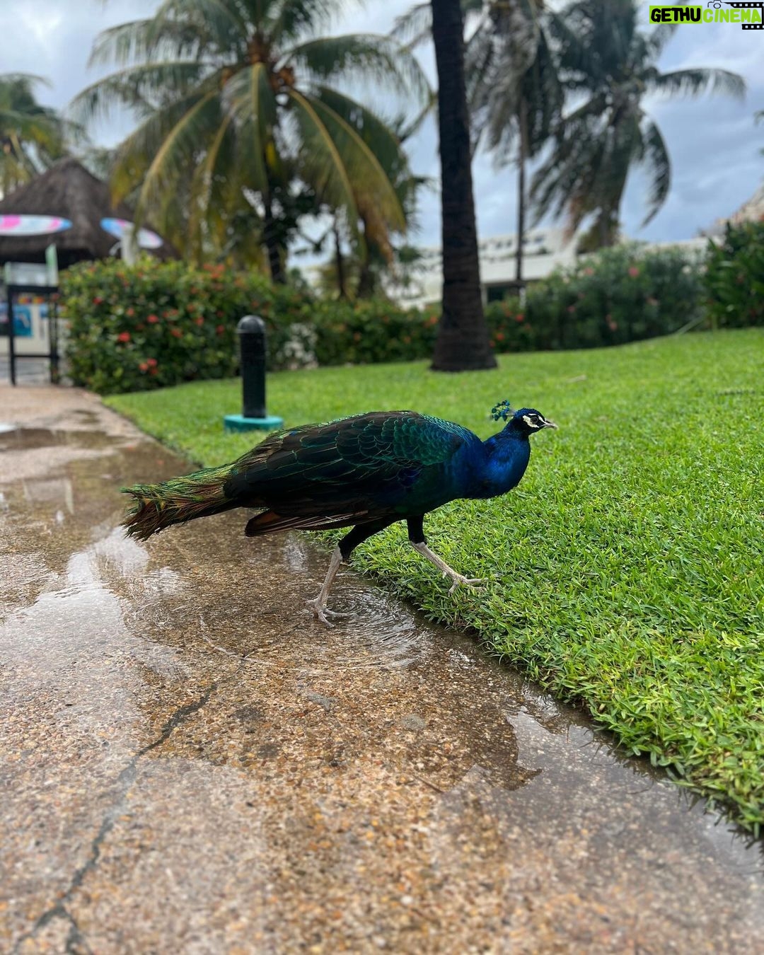 Federico Bal Instagram - Las TIERRAS MAYAS en el caribe Mexicano đ Estuvimos en CancĂșn grabando para @restodelmundo13 y queria compartir este carrete de fotos y que puedan vivir esto junto a mi. Obvio que luego les mostraremos este viaje en el programa por @eltrecetv â
Isla Mujeres â
Paseo en CatamarĂĄn â
Show en âCOCO BONGOâ â
Lucha Libre âLuchaTitlanâ Una de las mejores ubicaciones que tuvimos en la zona hotelera junto a @OasisHotels y mil actividades para hacer gracias a @viajescaribemaya Este hotel sin dudas me sorprendiĂł y la atencion en @ThePyramidCancun fue un lujo gracias a la gestion de mi primo @Bal.Luciano que siempre estĂĄ en todos los detalles junto a mi amigo y productor @juanoswald #mexico #cancun #viaje #rivieramaya #maya #vivamexico #turismo #travel #trip #restodelmundo #tv #canal13 #bal #aventura #experiencias #playa #caribe #mar CancĂșn, Quintana Roo, MĂ©xico