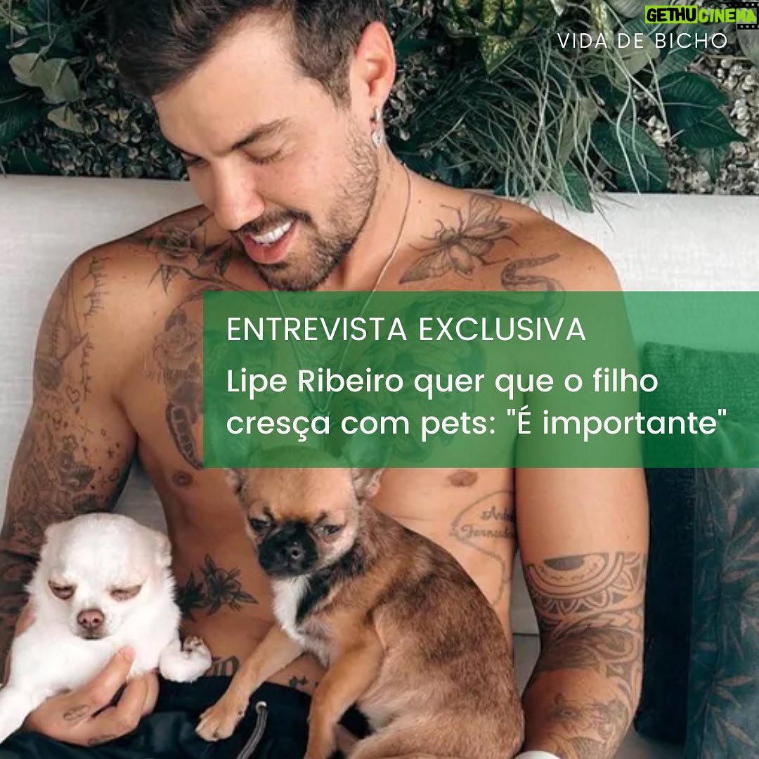 Felipe Ribeiro Instagram - Dom ainda não nasceu, mas se depender do pai, Lipe Ribeiro, o garoto terá uma ótima relação com os animais, principalmente com Dionísio e Arnoldo, os cachorros do influenciador. Em entrevista ao @sigavidadebicho, Lipe conta sobre os benefícios da conexão entre os pequenos e os bichos. “É legal e importante para que a criança perceba o carinho que tem por eles. E o carinho que eles dão para as pessoas de volta é incrível”. Confira o bate-papo completo clicando no link da bio ou dos stories! #vidadebicho #celebridades #pets #cachorros #liperibeiro