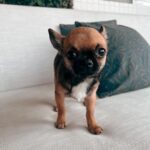 Felipe Ribeiro Instagram - Apresento-lhes Arnoldo. Arnoldo Chihuahuanegger