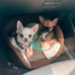 Felipe Ribeiro Instagram - Apresento-lhes Arnoldo. Arnoldo Chihuahuanegger