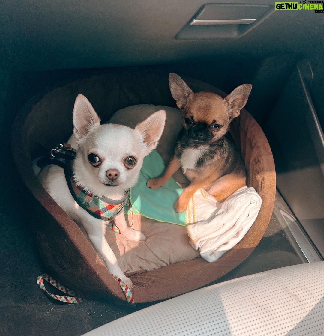 Felipe Ribeiro Instagram - Apresento-lhes Arnoldo. Arnoldo Chihuahuanegger
