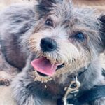 Francia Raísa Instagram - Roman Gatsby 🐶💙
