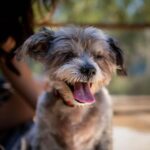 Francia Raísa Instagram – Proud Dog Mom 💙