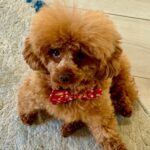 Frankie Grande Instagram - Appa wishes everyone a happy Friday 🐶✨