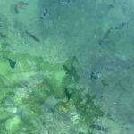 Furkan Andıç Instagram - Rengarenk balıklar gördüük, deniz kıyısında geyik beslediiik, maymunların reflesksini test ettik, şelaleleri büktüüük daha neler neler… 🐠🦌🙉🌊🌳 #dump Lovina Beach