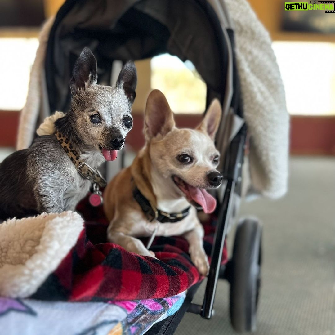Gabriel Iglesias Instagram - It’s been a min since I posted them so here u go 😜 #RisaVinnie #Dogs #chihuahua #DogDad Long Beach, California