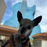 Gabriel Iglesias Instagram - Hello from one of the most incredible hotel/casinos in the world. The new @hardrockholly is literally in the shape of a guitar. #HardRockFluffy 🎸 Seminole Hard Rock Hotel & Casino - Hollywood, FL