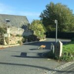 Gabriel Macht Instagram - Saw two foxes today in Porthcuno, Penzance, UK...one @minacktheatre and the other in front of a cottage called Tidal Watch. #hiatus #vacation #lovinglife #notonebuttwo
