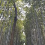 Galilea Montijo Instagram - #kyoto #bosquedebambukyoto 😎 Bamboo Forest