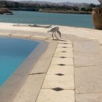 Gamila Awad Instagram -