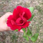Gamze Özçelik Instagram - ''Katil olmakla kurban olmak arasında seçim yapmamız gerektiğinde, biz kurban olmayı seçeceğiz.'' #AlijaIzetbegovic . Ey zalimler, ne gecemiz ne gündüzümüz size ait. Ne mutluluğumuz, ne hüznümüz sizin eseriniz. Nasıl bir oyalanmadır, nasıl bir kandırmacadır sizdeki.. Vay halinize!. . Minicik bir yaratılmışı dahi incitmekten, hakkına girmekten sana sığınırız Ya Rahim. Dönüş sanadır.. 🙌🏻 #MevlidKandilimizMübarekOlsun #EfendimizeSelamOlsun🌹#Beşiktaş #İstanbul #Kayseri