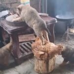 Garik Martirosyan Instagram - Жду комментарии😂😂😂😂😱 p.s. Кстати, под прошлым постом были очень остроумные комменты!👋