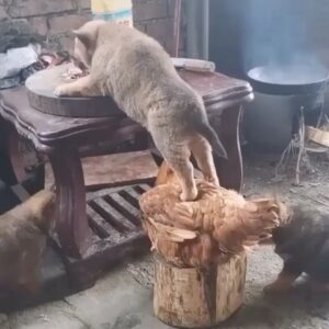Garik Martirosyan Instagram - Жду комментарии😂😂😂😂😱 p.s. Кстати, под прошлым постом были очень остроумные комменты!👋