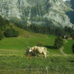 Gavin Casalegno Instagram - I thought Swiss Cows were a myth🧚🏼 Grindelwald, Switzerland