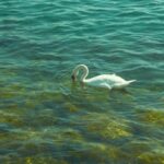 Gavin Casalegno Instagram - All Creation Groans Lucerne, Switerland