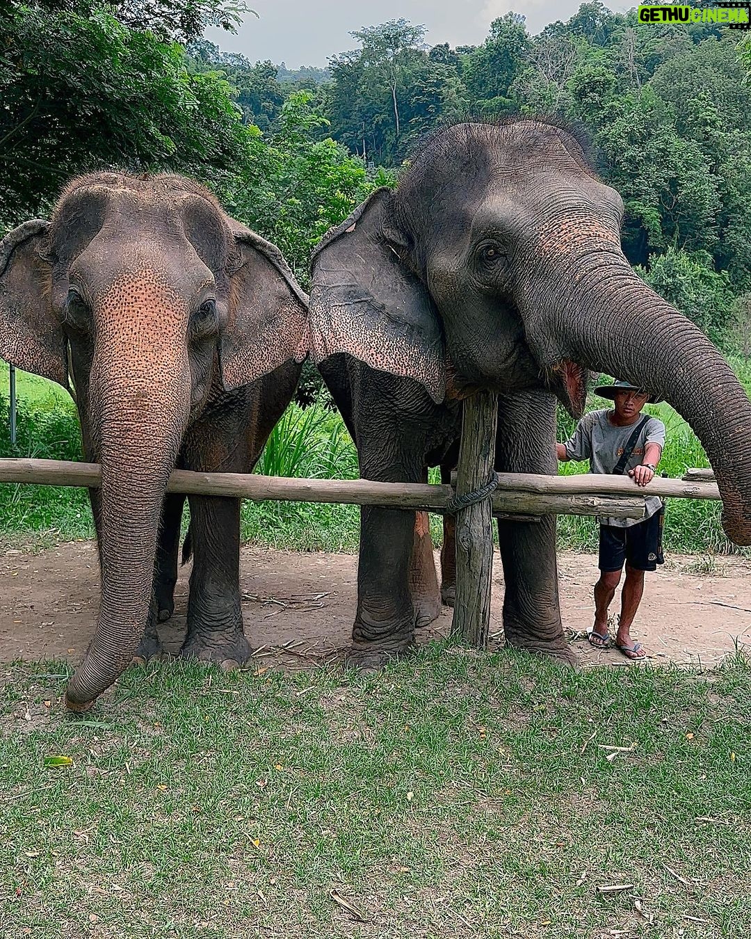 Gavin Casalegno Instagram - Chiang Mai was incredible. Good food, rescued elephants, and waterfalls🤍 Chiang Mai, Thailand