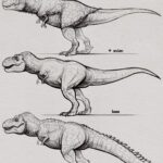 Georges St-Pierre Instagram – It’s crazy how much the perception of what the famous Tyrannosaurus Rex might look like has changed over the years.