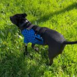 Giacomo Gianniotti Instagram - My best friend… I can’t fix you because you are perfect the way you are. It is you that fixes me… #Jazz #tripod #labpit #adoptdontshop @3d.pets Villa Borghese
