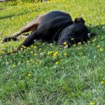 Giacomo Gianniotti Instagram – Toscana Photo Dump – 🌳🌳🌳

Grazie @fonteverde . You are the winner of the most “dog friendly” hotel we have ever stayed at. We will be back! Especially Jazz 🐶 😍 🇮🇹 Fonteverde