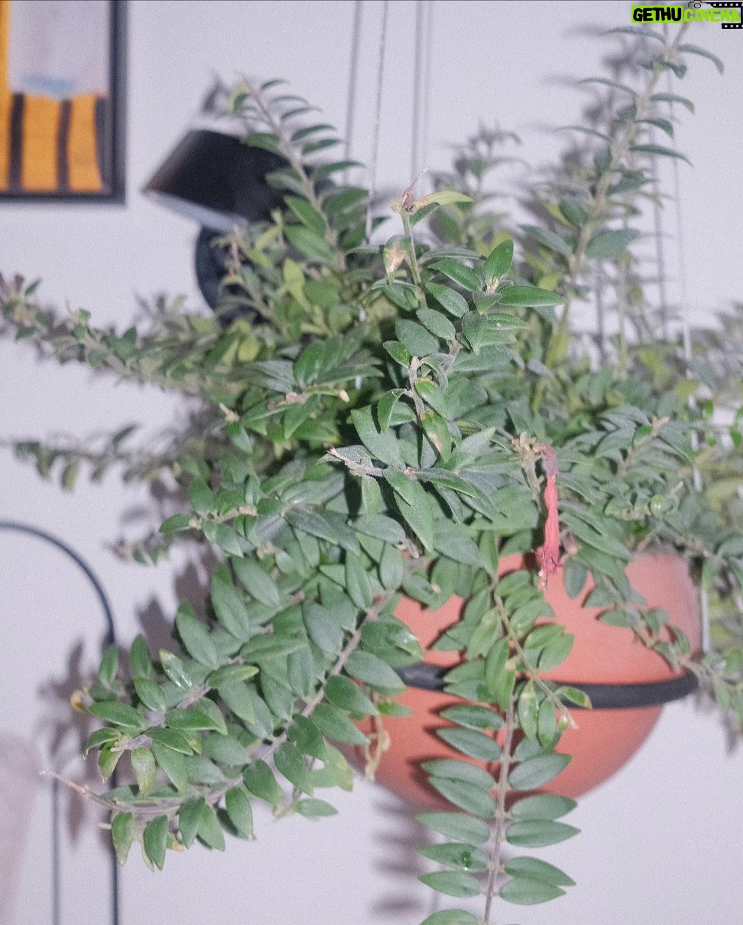 Giovanna Grigio Instagram - Agora sou mãe de planta 🌱 aqui pra nossa casa escolhemos todos os vasos na @vasapdesign desde os miudinhos, até esses grandões onde plantamos jabuticabeiras no nosso jardim! E além da beleza, o grande diferencial foi saber que todas essas peças são feitas de plástico 100% reciclado! Agora a única coisa que falta é eu aprender a cuidar das minhas filhas 🌿🌵🪴porque com as casinhas delas eu não tenho mais que me preocupar! Vasos: @vasapdesign Gestão de Projetos: @jackiebritto @modacom__ Projeto: @steinruiz Reforma: @2rconstrucaoereforma