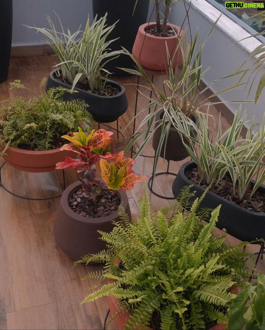 Giovanna Grigio Instagram - Agora sou mãe de planta 🌱 aqui pra nossa casa escolhemos todos os vasos na @vasapdesign desde os miudinhos, até esses grandões onde plantamos jabuticabeiras no nosso jardim! E além da beleza, o grande diferencial foi saber que todas essas peças são feitas de plástico 100% reciclado! Agora a única coisa que falta é eu aprender a cuidar das minhas filhas 🌿🌵🪴porque com as casinhas delas eu não tenho mais que me preocupar! Vasos: @vasapdesign Gestão de Projetos: @jackiebritto @modacom__ Projeto: @steinruiz Reforma: @2rconstrucaoereforma