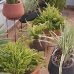 Giovanna Grigio Instagram - Agora sou mãe de planta 🌱 aqui pra nossa casa escolhemos todos os vasos na @vasapdesign desde os miudinhos, até esses grandões onde plantamos jabuticabeiras no nosso jardim! E além da beleza, o grande diferencial foi saber que todas essas peças são feitas de plástico 100% reciclado! Agora a única coisa que falta é eu aprender a cuidar das minhas filhas 🌿🌵🪴porque com as casinhas delas eu não tenho mais que me preocupar! Vasos: @vasapdesign Gestão de Projetos: @jackiebritto @modacom__ Projeto: @steinruiz Reforma: @2rconstrucaoereforma
