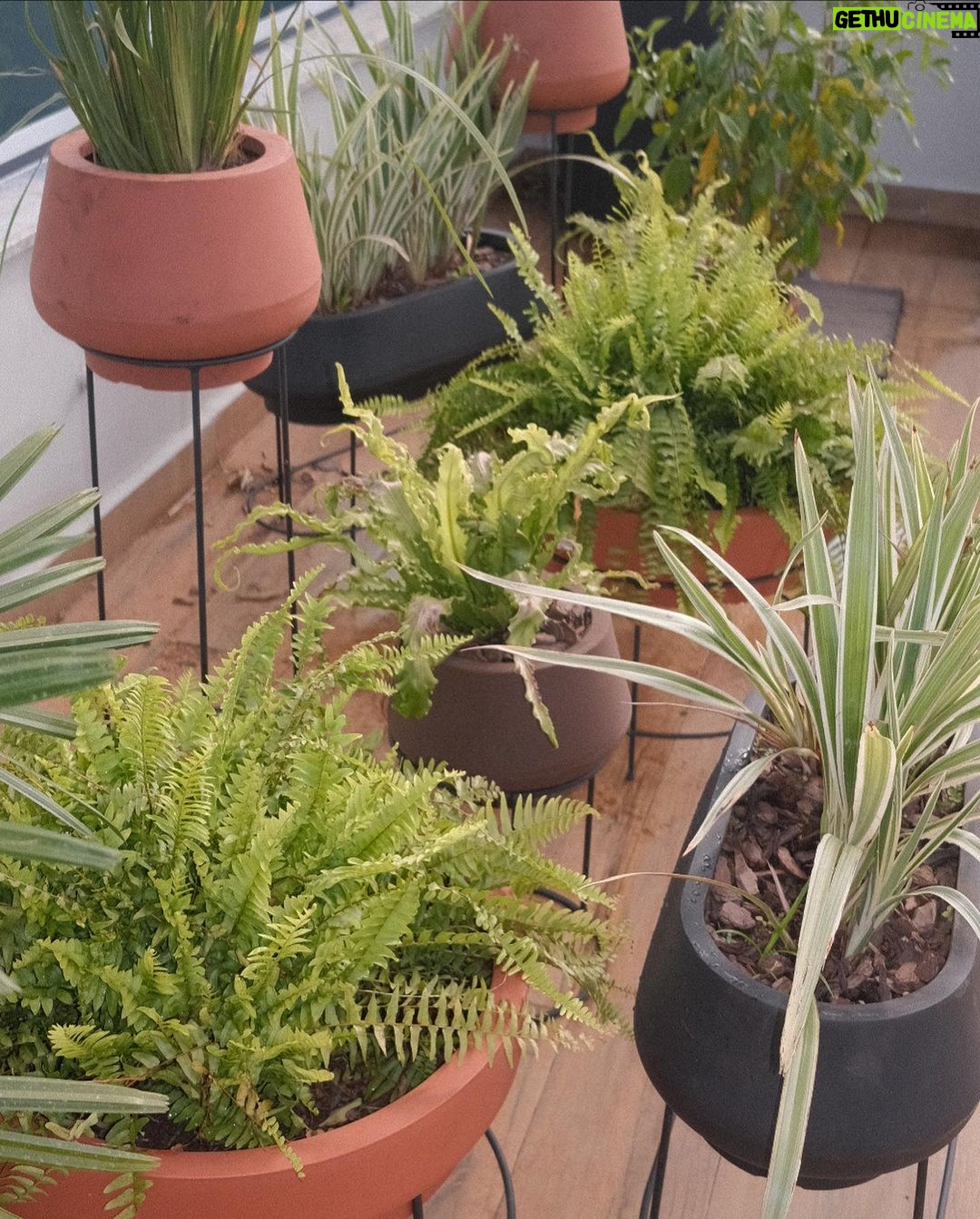 Giovanna Grigio Instagram - Agora sou mãe de planta 🌱 aqui pra nossa casa escolhemos todos os vasos na @vasapdesign desde os miudinhos, até esses grandões onde plantamos jabuticabeiras no nosso jardim! E além da beleza, o grande diferencial foi saber que todas essas peças são feitas de plástico 100% reciclado! Agora a única coisa que falta é eu aprender a cuidar das minhas filhas 🌿🌵🪴porque com as casinhas delas eu não tenho mais que me preocupar! Vasos: @vasapdesign Gestão de Projetos: @jackiebritto @modacom__ Projeto: @steinruiz Reforma: @2rconstrucaoereforma