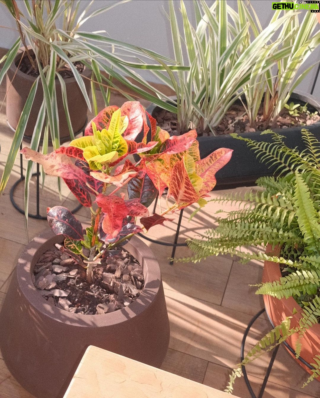 Giovanna Grigio Instagram - Agora sou mãe de planta 🌱 aqui pra nossa casa escolhemos todos os vasos na @vasapdesign desde os miudinhos, até esses grandões onde plantamos jabuticabeiras no nosso jardim! E além da beleza, o grande diferencial foi saber que todas essas peças são feitas de plástico 100% reciclado! Agora a única coisa que falta é eu aprender a cuidar das minhas filhas 🌿🌵🪴porque com as casinhas delas eu não tenho mais que me preocupar! Vasos: @vasapdesign Gestão de Projetos: @jackiebritto @modacom__ Projeto: @steinruiz Reforma: @2rconstrucaoereforma