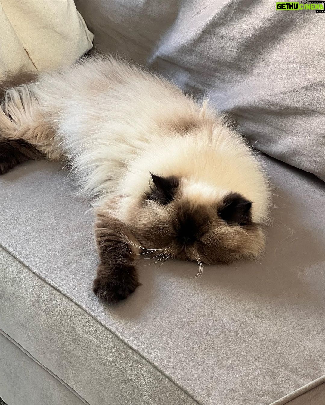 Giovanna Grigio Instagram - Numa casa de amantes de cinema e mães de gato, o sofá é o coração de tudo! Escolhemos o nosso na @dynamis.mga , e também aproveitamos e já selecionamos também essas banquetas lindas da cozinha, e as mesinhas de apoio da sala! A gente tá super feliz com os móveis, mas acho que os gatos estão mais do que a gente! Hahahahaha Sofá, mesinhas e banquetas: @dynamis.mga Gestão de Projetos: @jackiebritto @modacom__ Projeto: @steinruiz Reforma: @2rconstrucaoereforma Fotos: @brescianifotoarq
