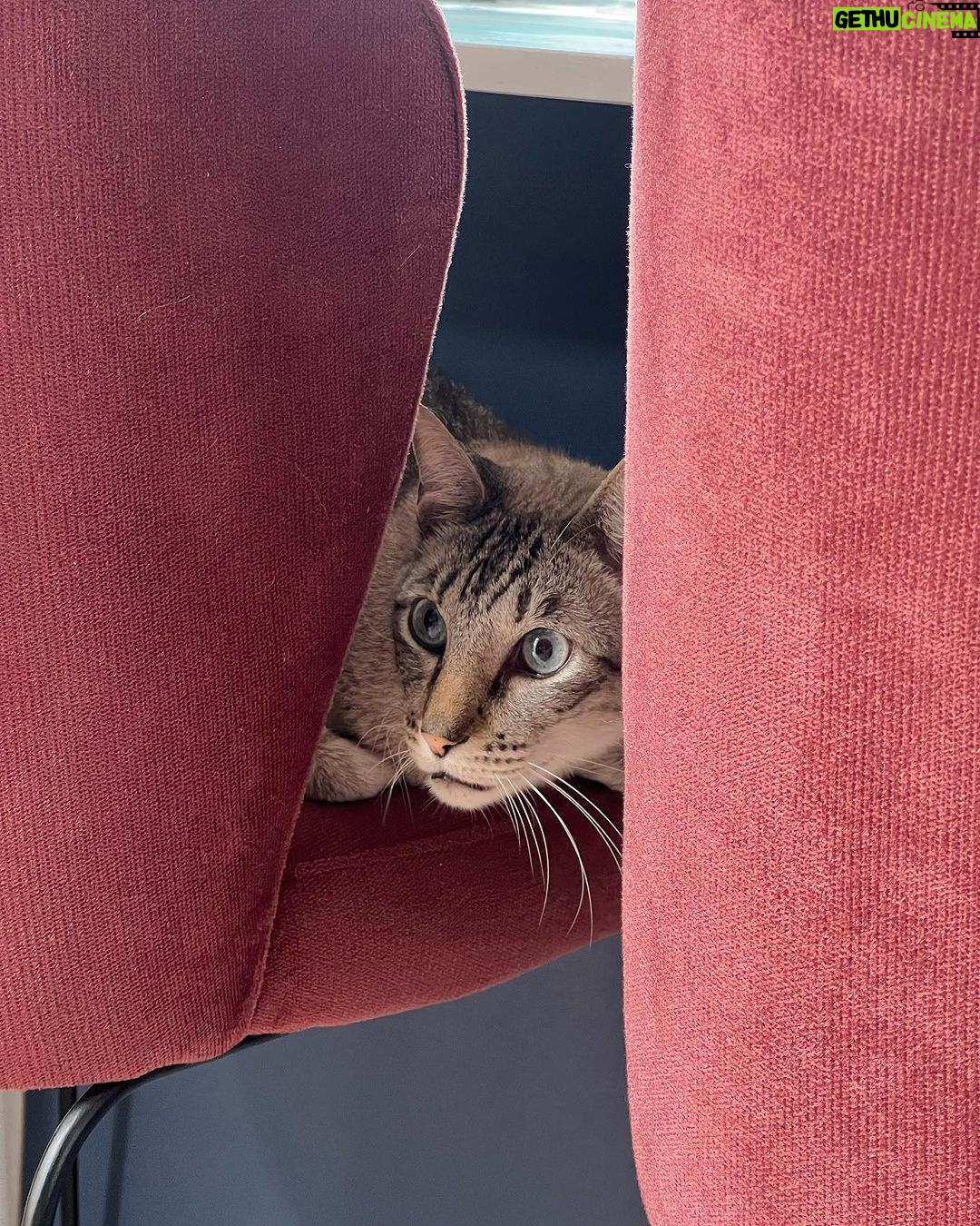 Giovanna Grigio Instagram - Numa casa de amantes de cinema e mães de gato, o sofá é o coração de tudo! Escolhemos o nosso na @dynamis.mga , e também aproveitamos e já selecionamos também essas banquetas lindas da cozinha, e as mesinhas de apoio da sala! A gente tá super feliz com os móveis, mas acho que os gatos estão mais do que a gente! Hahahahaha Sofá, mesinhas e banquetas: @dynamis.mga Gestão de Projetos: @jackiebritto @modacom__ Projeto: @steinruiz Reforma: @2rconstrucaoereforma Fotos: @brescianifotoarq