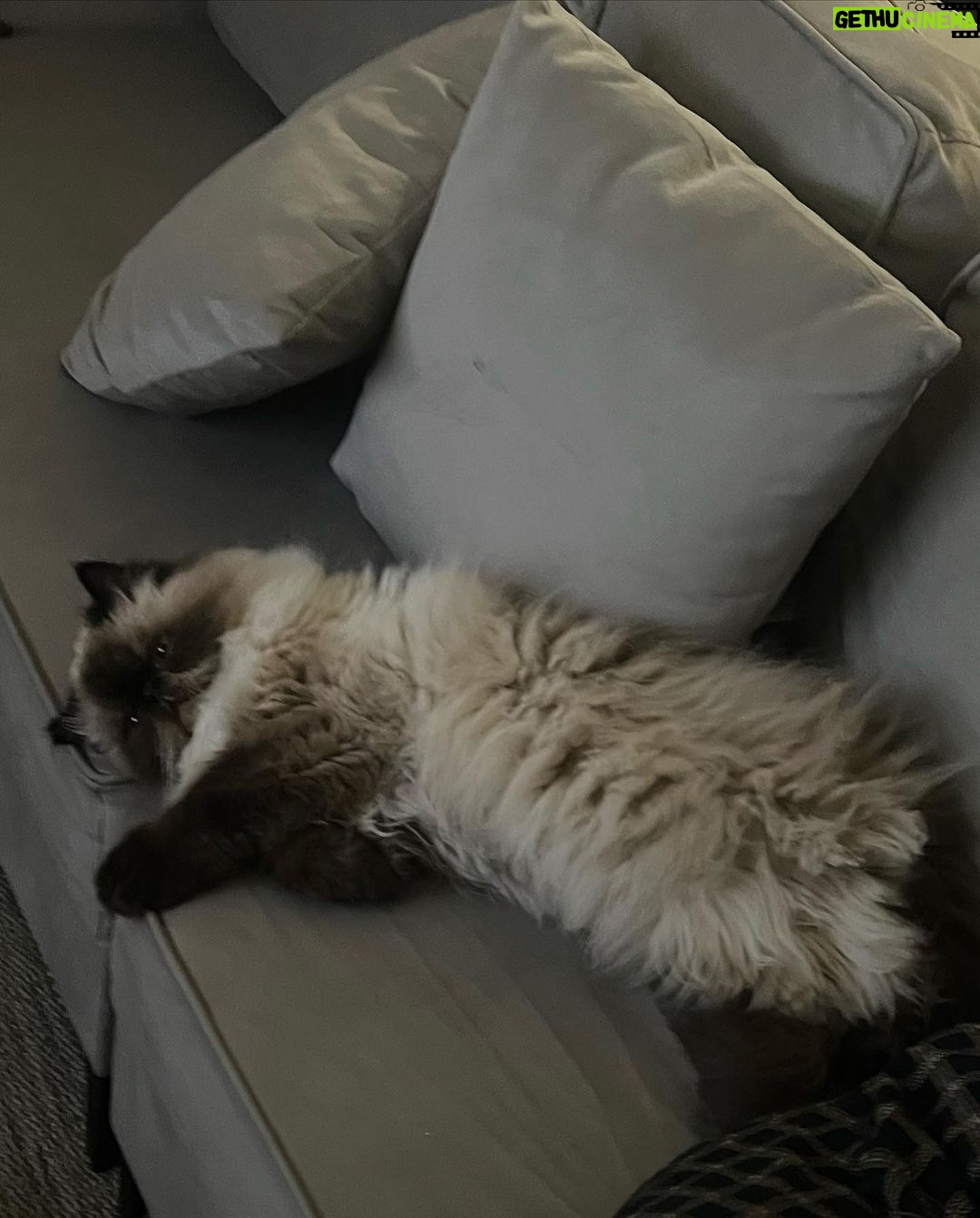 Giovanna Grigio Instagram - Numa casa de amantes de cinema e mães de gato, o sofá é o coração de tudo! Escolhemos o nosso na @dynamis.mga , e também aproveitamos e já selecionamos também essas banquetas lindas da cozinha, e as mesinhas de apoio da sala! A gente tá super feliz com os móveis, mas acho que os gatos estão mais do que a gente! Hahahahaha Sofá, mesinhas e banquetas: @dynamis.mga Gestão de Projetos: @jackiebritto @modacom__ Projeto: @steinruiz Reforma: @2rconstrucaoereforma Fotos: @brescianifotoarq