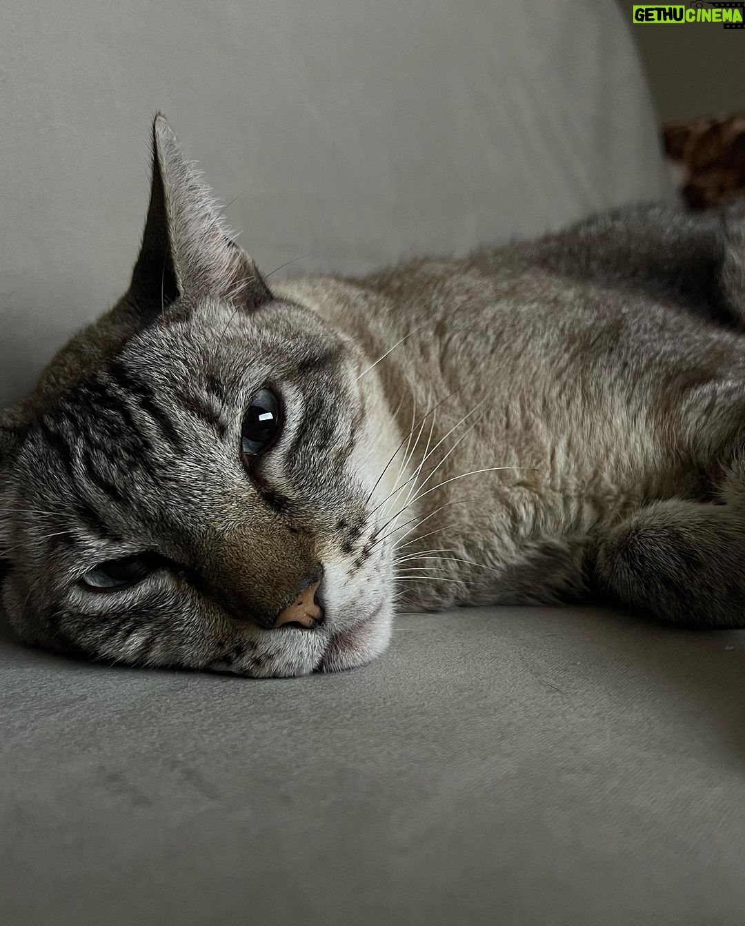 Giovanna Grigio Instagram - Numa casa de amantes de cinema e mães de gato, o sofá é o coração de tudo! Escolhemos o nosso na @dynamis.mga , e também aproveitamos e já selecionamos também essas banquetas lindas da cozinha, e as mesinhas de apoio da sala! A gente tá super feliz com os móveis, mas acho que os gatos estão mais do que a gente! Hahahahaha Sofá, mesinhas e banquetas: @dynamis.mga Gestão de Projetos: @jackiebritto @modacom__ Projeto: @steinruiz Reforma: @2rconstrucaoereforma Fotos: @brescianifotoarq